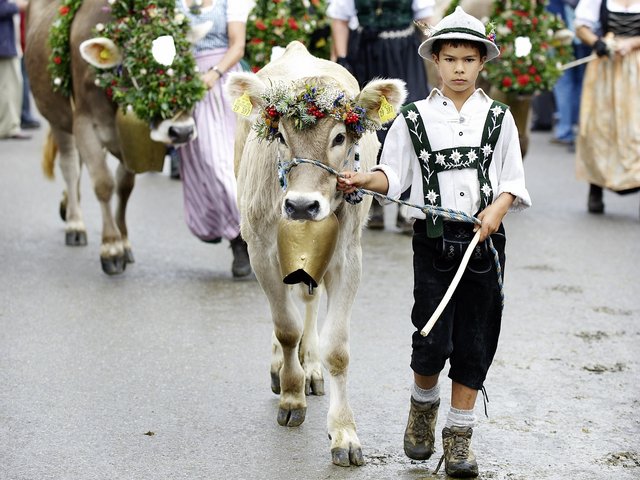 Junge führt Kuh am Viehscheid